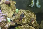 [TodoMarino.com] Reef 120L