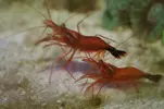 [TodoMarino.com] Reef 120L