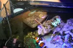 [TodoMarino.com] Reef 120L