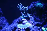 [TodoMarino.com] Identificación Acropora
