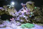 [TodoMarino.com] Identificación Acropora