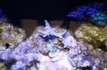 [TodoMarino.com] Identificación Acropora