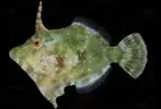[TodoMarino.com] Tomentosus devorador de atapsias !!! - Salamanca
