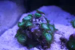 [TodoMarino.com] Reef 120L