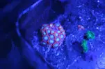 [TodoMarino.com] Reef 120L