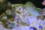 [TodoMarino.com] Reef 120L