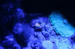 [TodoMarino.com] Reef 120L