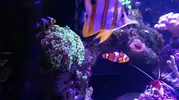 [TodoMarino.com] Reef 120L