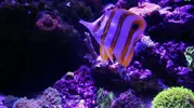 [TodoMarino.com] Reef 120L