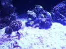 [TodoMarino.com] Reef 120L