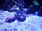 [TodoMarino.com] Reef 120L
