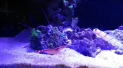 [TodoMarino.com] Reef 120L