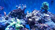 [TodoMarino.com] Ayuda acropora incolora