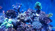 [TodoMarino.com] Ayuda acropora incolora