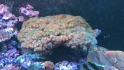 [TodoMarino.com] Vendo Pocillopora Madrid - Madrid