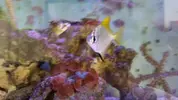 [TodoMarino.com] Vendo peces. Alcalá de Henares. - Alcalá de Henares