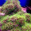 [TodoMarino.com] esquejes pachivularia verde en roca - Santa eulalia de ronçana (BCN)