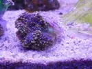 [TodoMarino.com] Mini Reef