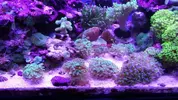 [TodoMarino.com] Euphylias divisas de 1, 2 y 3 cabezas!!! - Madrid (Retiro)
