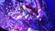 [TodoMarino.com] Euphylias divisas de 1, 2 y 3 cabezas!!! - Madrid (Retiro)