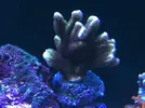 [TodoMarino.com] Montipora confusa b