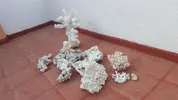 [TodoMarino.com] Vendo roca muerta (Gandia-Valencia) - Gandia-Valencia