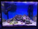 [TodoMarino.com] Mini Reef