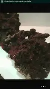 [TodoMarino.com] ROCA VIVA fiji Madrid - Madrid