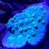[TodoMarino.com] Desmonto acuario 200 l - Madrid