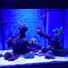 [TodoMarino.com] Desmonto acuario 200 l - Madrid