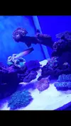 [TodoMarino.com] Desmonto acuario 200 l - Madrid