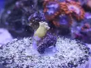 [TodoMarino.com] Mini Reef