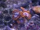 [TodoMarino.com] Mini Reef