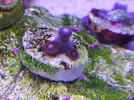 [TodoMarino.com] Mini Reef
