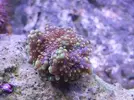 [TodoMarino.com] Mini Reef