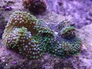[TodoMarino.com] Mini Reef