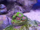 [TodoMarino.com] Mini Reef