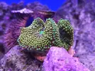 [TodoMarino.com] Mini Reef