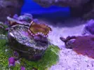 [TodoMarino.com] Mini Reef