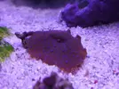 [TodoMarino.com] Mini Reef