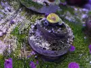 [TodoMarino.com] Mini Reef