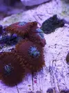 [TodoMarino.com] Mini Reef