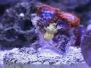[TodoMarino.com] Mini Reef