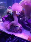 [TodoMarino.com] Mini Reef