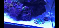 [TodoMarino.com] Vendo trachyphyllia rainbow ultra - Alcobendas (Madrid)