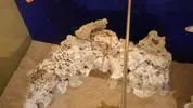 [TodoMarino.com] Conger  REEF