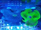 [TodoMarino.com] venta anemonas Stichodactyla Haddoni bcn no envio - Sant Cugat del Valles (BCN)