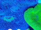[TodoMarino.com] venta anemonas Stichodactyla Haddoni bcn no envio - Sant Cugat del Valles (BCN)
