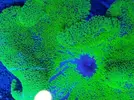 [TodoMarino.com] venta anemonas Stichodactyla Haddoni bcn no envio - Sant Cugat del Valles (BCN)