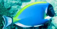 [TodoMarino.com] ¿Tu pez favorito del acuario?